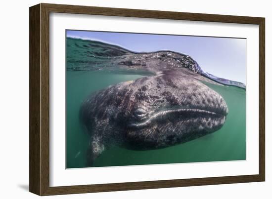 Grey whale calf, Baja California, Mexico-Claudio Contreras-Framed Photographic Print