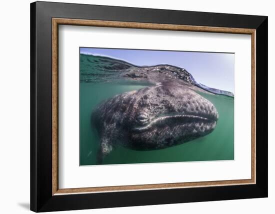 Grey whale calf, Baja California, Mexico-Claudio Contreras-Framed Photographic Print