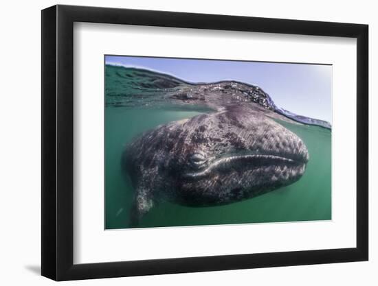 Grey whale calf, Baja California, Mexico-Claudio Contreras-Framed Photographic Print