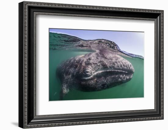 Grey whale calf, Baja California, Mexico-Claudio Contreras-Framed Photographic Print