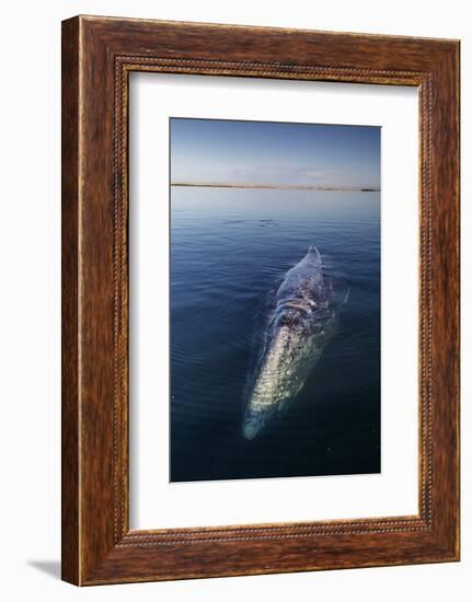 Grey whale, Magdalena Bay, Baja California, Mexico-Claudio Contreras-Framed Photographic Print