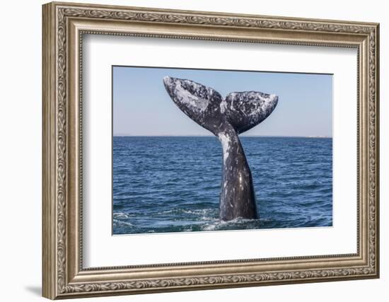 Grey whale tail, Baja California, Mexico-Claudio Contreras-Framed Photographic Print