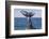 Grey whale tail, Baja California, Mexico-Claudio Contreras-Framed Photographic Print