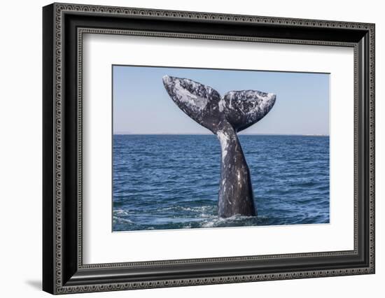 Grey whale tail, Baja California, Mexico-Claudio Contreras-Framed Photographic Print