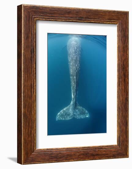 Grey whale tail, Magdalena Bay, Baja California, Mexico-Claudio Contreras-Framed Photographic Print