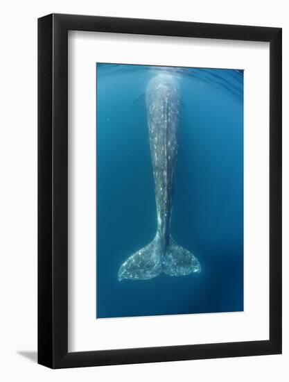 Grey whale tail, Magdalena Bay, Baja California, Mexico-Claudio Contreras-Framed Photographic Print