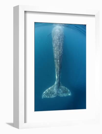 Grey whale tail, Magdalena Bay, Baja California, Mexico-Claudio Contreras-Framed Photographic Print