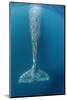 Grey whale tail, Magdalena Bay, Baja California, Mexico-Claudio Contreras-Mounted Photographic Print