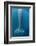 Grey whale tail, Magdalena Bay, Baja California, Mexico-Claudio Contreras-Framed Photographic Print