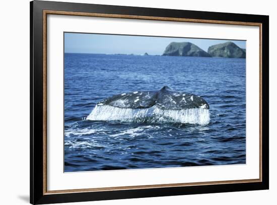 Grey Whale Tail-null-Framed Photographic Print