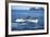 Grey Whale Tail-null-Framed Photographic Print
