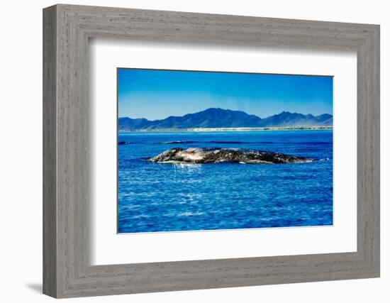 Grey Whales, Whale Watching, Magdalena Bay, Mexico, North America-Laura Grier-Framed Photographic Print