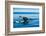 Grey Whales, Whale Watching, Magdalena Bay, Mexico, North America-Laura Grier-Framed Photographic Print