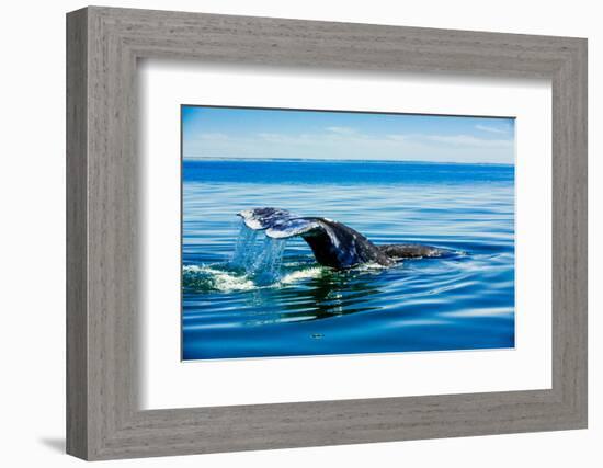 Grey Whales, Whale Watching, Magdalena Bay, Mexico, North America-Laura Grier-Framed Photographic Print