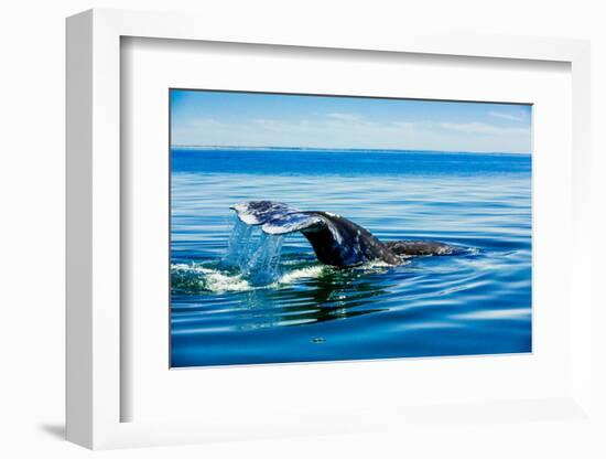 Grey Whales, Whale Watching, Magdalena Bay, Mexico, North America-Laura Grier-Framed Photographic Print