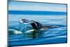 Grey Whales, Whale Watching, Magdalena Bay, Mexico, North America-Laura Grier-Mounted Photographic Print