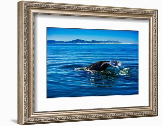 Grey Whales, Whale Watching, Magdalena Bay, Mexico, North America-Laura Grier-Framed Photographic Print