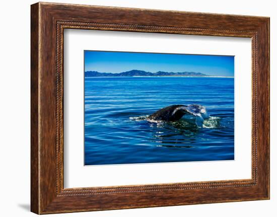 Grey Whales, Whale Watching, Magdalena Bay, Mexico, North America-Laura Grier-Framed Photographic Print