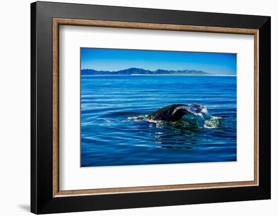 Grey Whales, Whale Watching, Magdalena Bay, Mexico, North America-Laura Grier-Framed Photographic Print