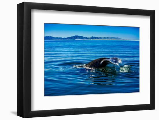 Grey Whales, Whale Watching, Magdalena Bay, Mexico, North America-Laura Grier-Framed Photographic Print
