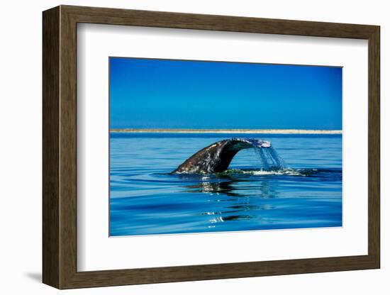 Grey Whales, Whale Watching, Magdalena Bay, Mexico, North America-Laura Grier-Framed Photographic Print