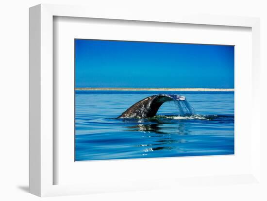 Grey Whales, Whale Watching, Magdalena Bay, Mexico, North America-Laura Grier-Framed Photographic Print