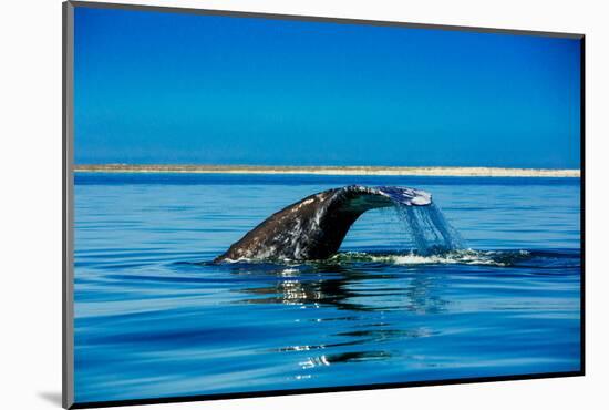 Grey Whales, Whale Watching, Magdalena Bay, Mexico, North America-Laura Grier-Mounted Photographic Print