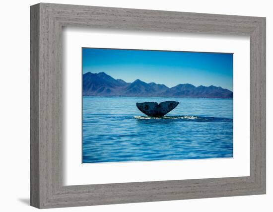 Grey Whales, Whale Watching, Magdalena Bay, Mexico, North America-Laura Grier-Framed Photographic Print