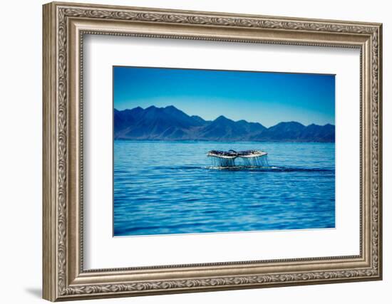 Grey Whales, Whale Watching, Magdalena Bay, Mexico, North America-Laura Grier-Framed Photographic Print