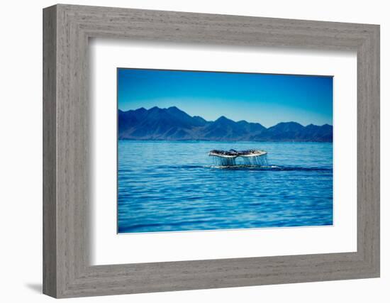 Grey Whales, Whale Watching, Magdalena Bay, Mexico, North America-Laura Grier-Framed Photographic Print