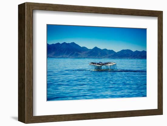 Grey Whales, Whale Watching, Magdalena Bay, Mexico, North America-Laura Grier-Framed Photographic Print
