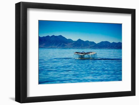 Grey Whales, Whale Watching, Magdalena Bay, Mexico, North America-Laura Grier-Framed Photographic Print