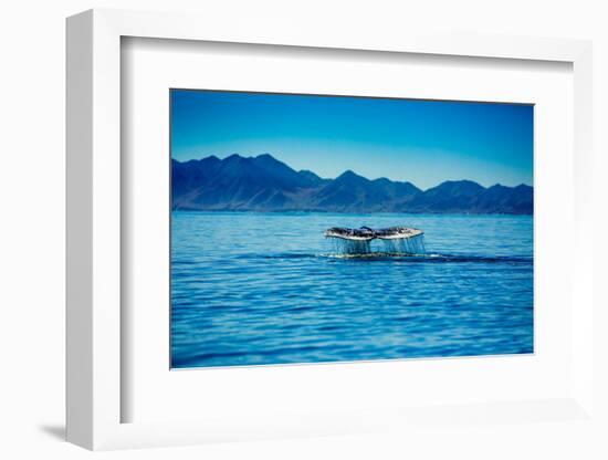 Grey Whales, Whale Watching, Magdalena Bay, Mexico, North America-Laura Grier-Framed Photographic Print