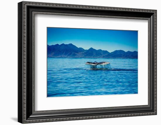 Grey Whales, Whale Watching, Magdalena Bay, Mexico, North America-Laura Grier-Framed Photographic Print