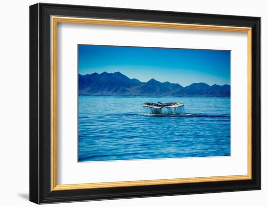 Grey Whales, Whale Watching, Magdalena Bay, Mexico, North America-Laura Grier-Framed Photographic Print