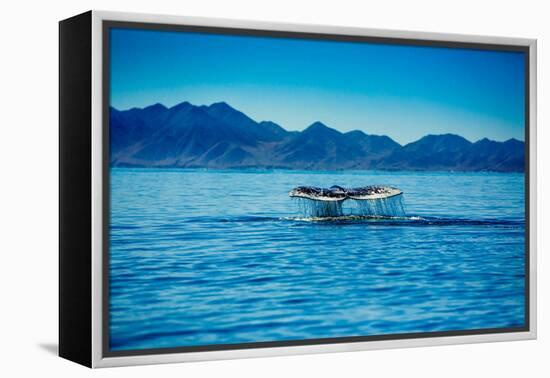 Grey Whales, Whale Watching, Magdalena Bay, Mexico, North America-Laura Grier-Framed Premier Image Canvas