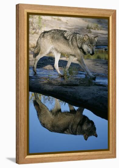 Grey Wolf and Reflection in Water-W^ Perry Conway-Framed Premier Image Canvas