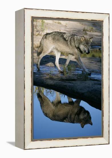 Grey Wolf and Reflection in Water-W^ Perry Conway-Framed Premier Image Canvas