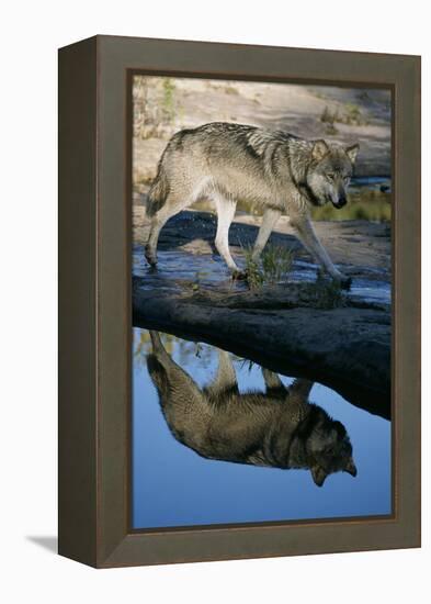 Grey Wolf and Reflection in Water-W^ Perry Conway-Framed Premier Image Canvas