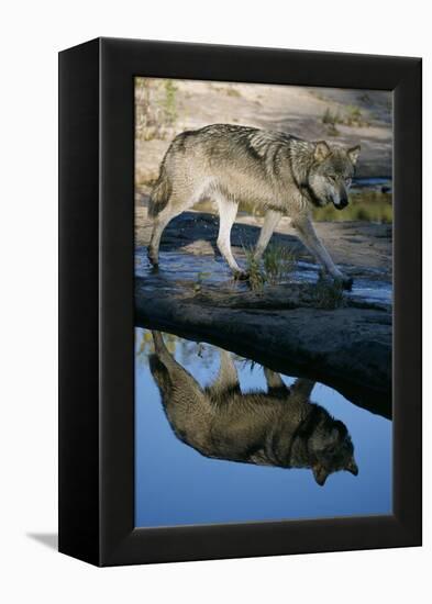 Grey Wolf and Reflection in Water-W^ Perry Conway-Framed Premier Image Canvas