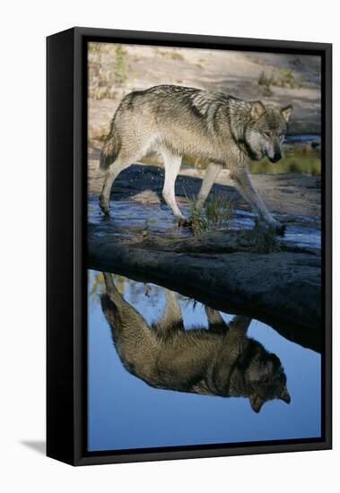 Grey Wolf and Reflection in Water-W^ Perry Conway-Framed Premier Image Canvas