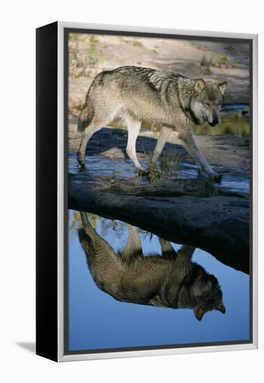 Grey Wolf and Reflection in Water-W^ Perry Conway-Framed Premier Image Canvas