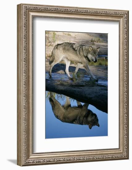 Grey Wolf and Reflection in Water-W^ Perry Conway-Framed Photographic Print