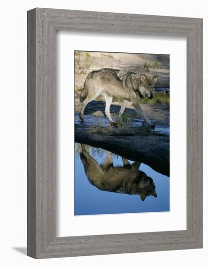 Grey Wolf and Reflection in Water-W^ Perry Conway-Framed Photographic Print