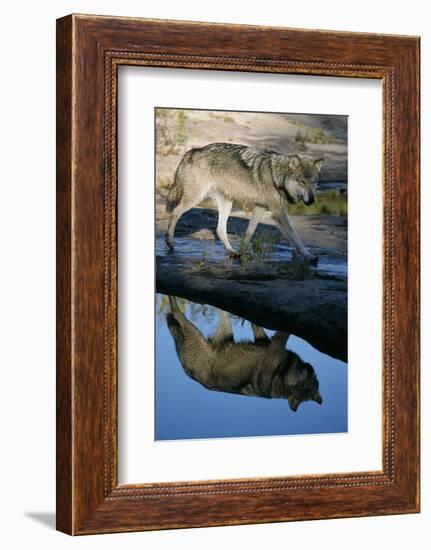 Grey Wolf and Reflection in Water-W^ Perry Conway-Framed Photographic Print