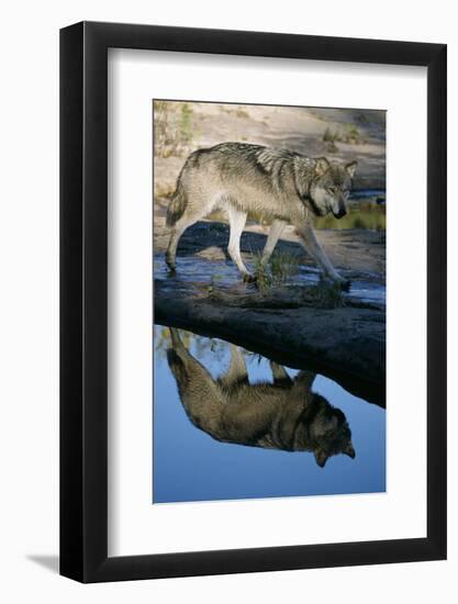 Grey Wolf and Reflection in Water-W^ Perry Conway-Framed Photographic Print