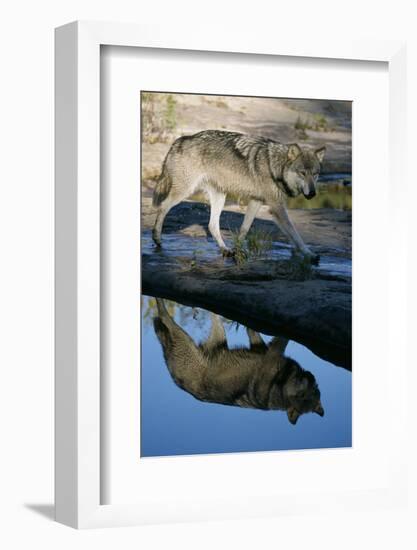 Grey Wolf and Reflection in Water-W^ Perry Conway-Framed Photographic Print