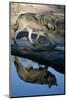 Grey Wolf and Reflection in Water-W^ Perry Conway-Mounted Photographic Print