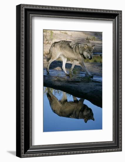 Grey Wolf and Reflection in Water-W^ Perry Conway-Framed Photographic Print