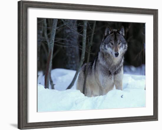 Grey Wolf, Canada-Art Wolfe-Framed Photographic Print